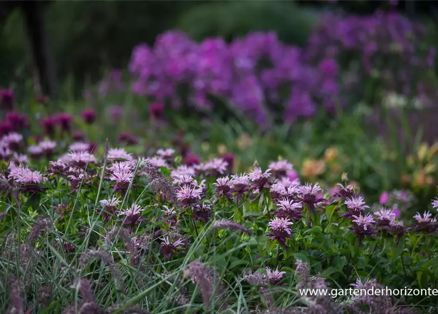 Garten-Indianernessel 'Beauty of Cobham'