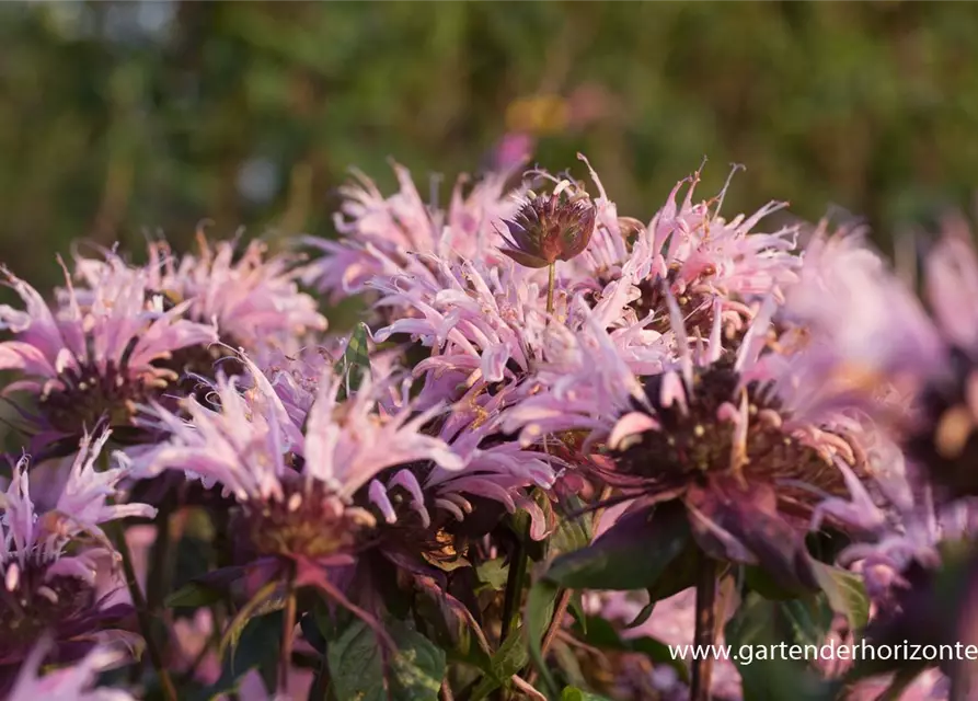 Garten-Indianernessel 'Beauty of Cobham'