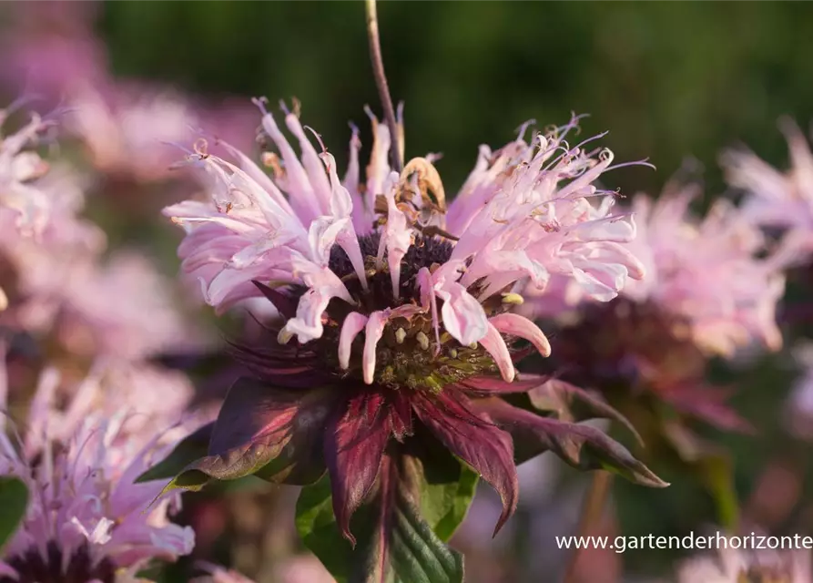 Garten-Indianernessel 'Beauty of Cobham'