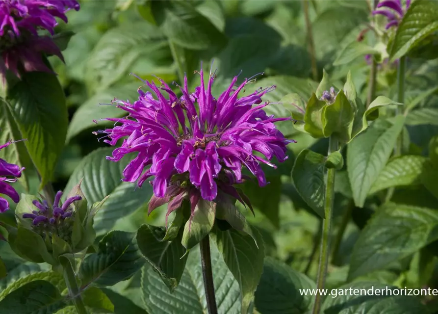 Garten-Indianernessel 'Prärienacht'