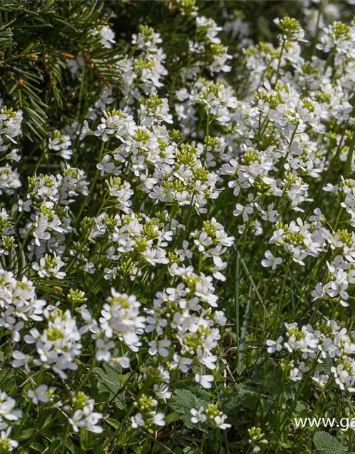 Karpaten-Schaumkresse 'Glacier'