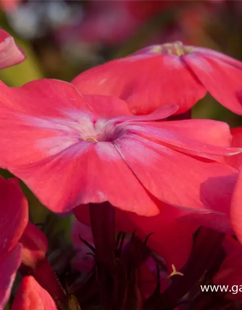 Hohe Flammenblume