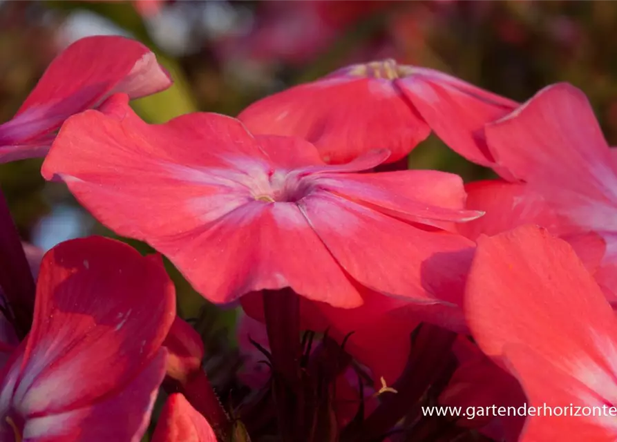 Hohe Flammenblume