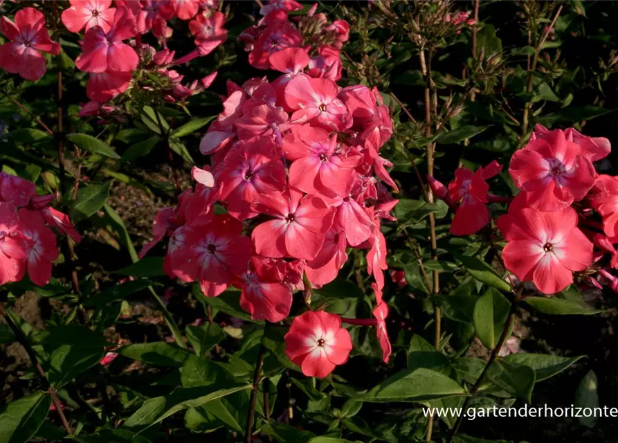 Hohe Flammenblume