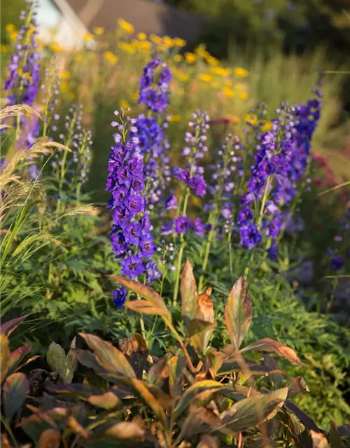 Hoher Garten-Rittersporn 'Hollands Glorie'