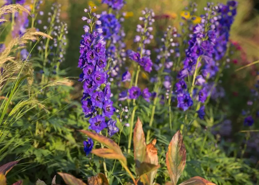 Hoher Garten-Rittersporn 'Hollands Glorie'