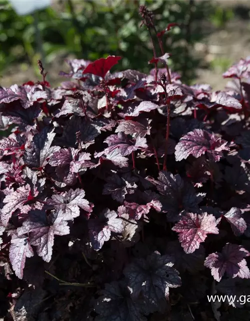 Heuchera micrantha 'Plum Pudding' -R-