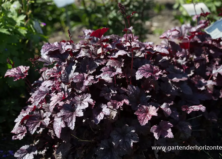 Heuchera micrantha 'Plum Pudding' -R-