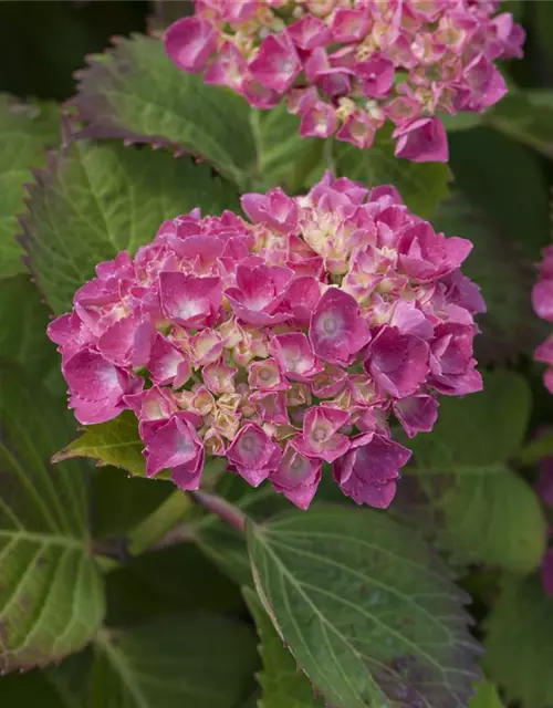 Bauernhortensie