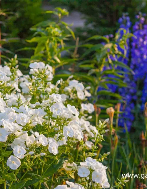 Hohe Garten-Flammenblume 'Danielle'