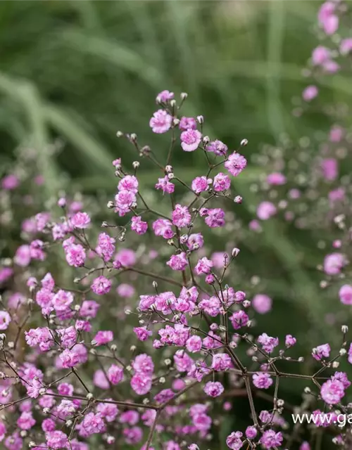 Gypsophila paniculata 'Flamingo'