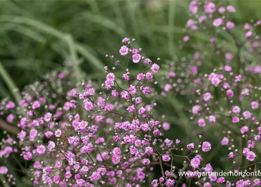 Gypsophila paniculata 'Flamingo'