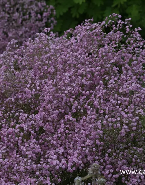 Gypsophila paniculata 'Flamingo'