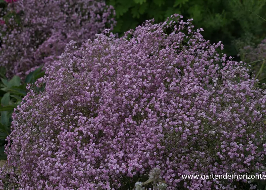 Gypsophila paniculata 'Flamingo'