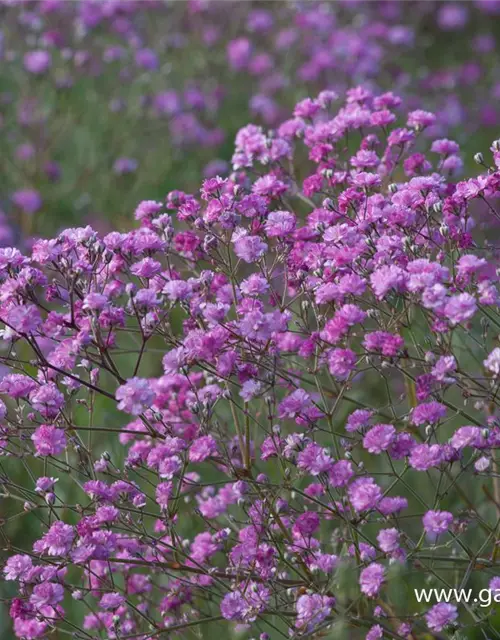 Gypsophila paniculata 'Flamingo'