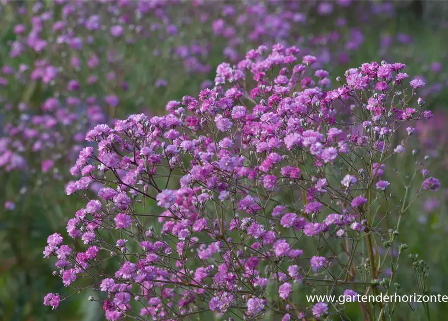 Gypsophila paniculata 'Flamingo'