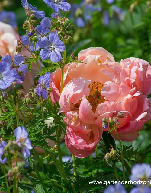 Frühblühende Garten-Pfingstrose 'Coral Charm'