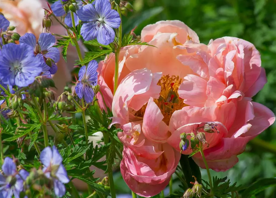 Frühblühende Garten-Pfingstrose 'Coral Charm'