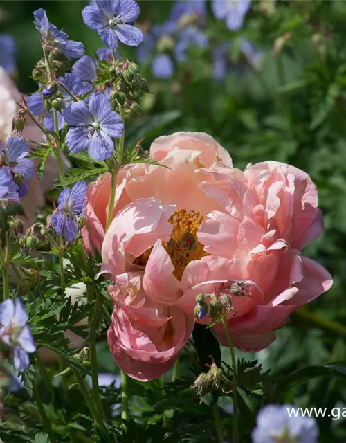 Frühblühende Garten-Pfingstrose 'Coral Charm'