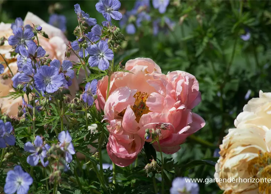 Frühblühende Garten-Pfingstrose 'Coral Charm'