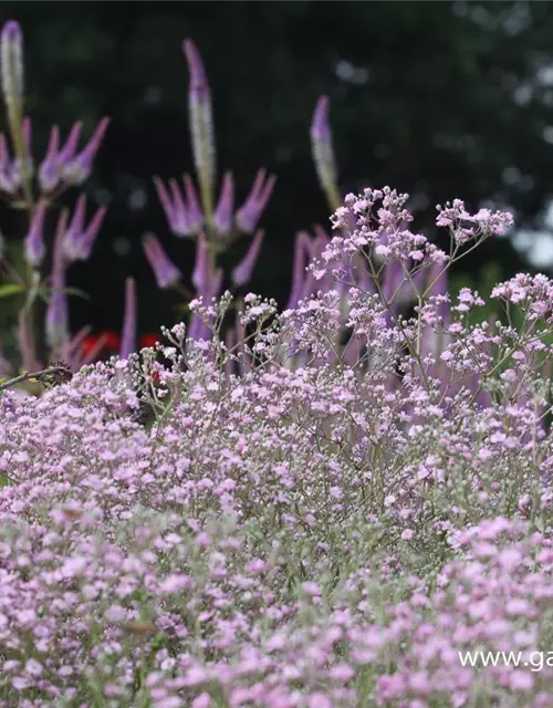 Gypsophila paniculata 'Flamingo'