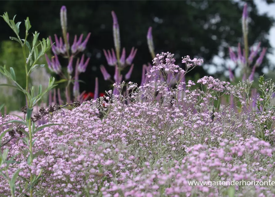 Gypsophila paniculata 'Flamingo'