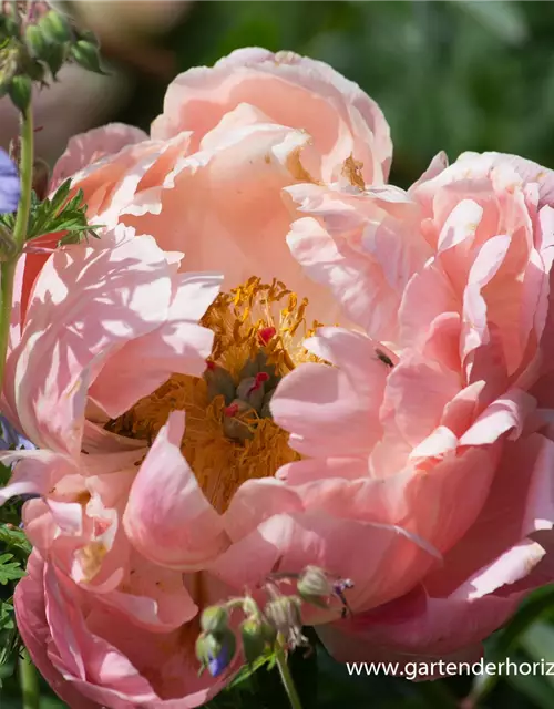 Frühblühende Garten-Pfingstrose 'Coral Charm'