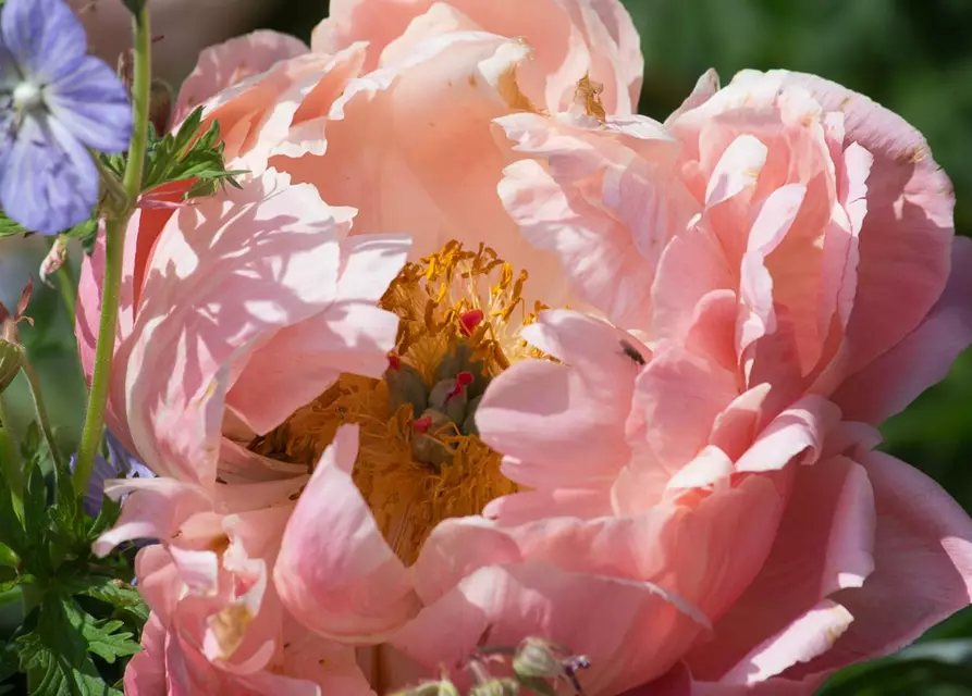 Frühblühende Garten-Pfingstrose 'Coral Charm'