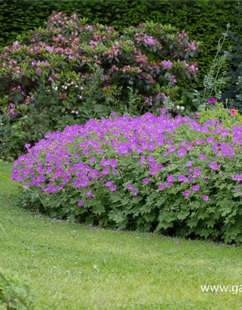 Geranium gracile 'Sirak'