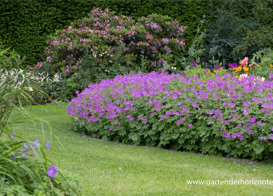 Geranium gracile 'Sirak'