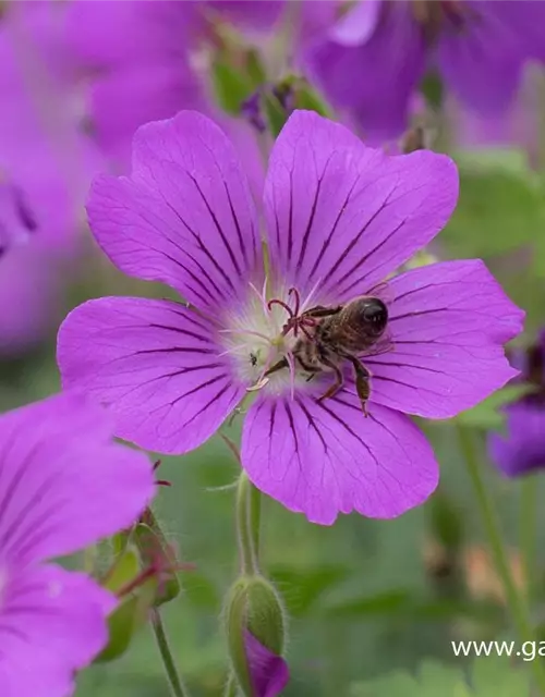 Geranium gracile 'Sirak'