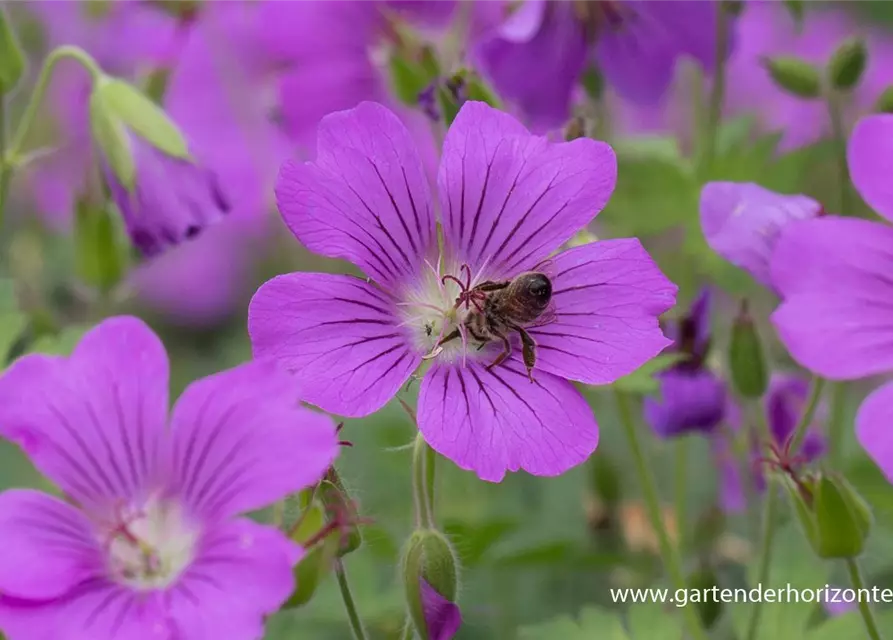 Geranium gracile 'Sirak'