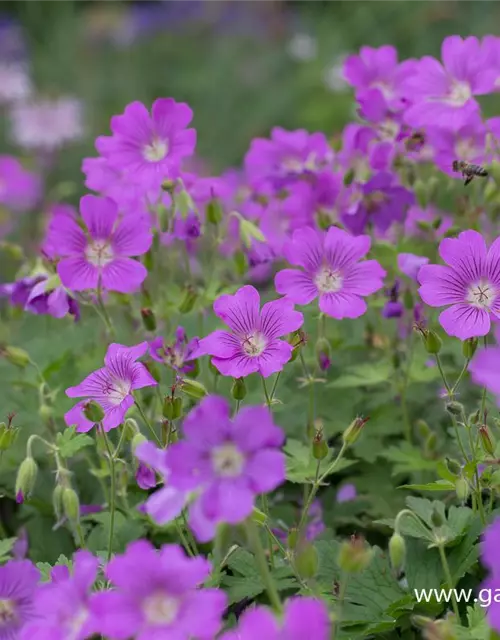 Geranium gracile 'Sirak'