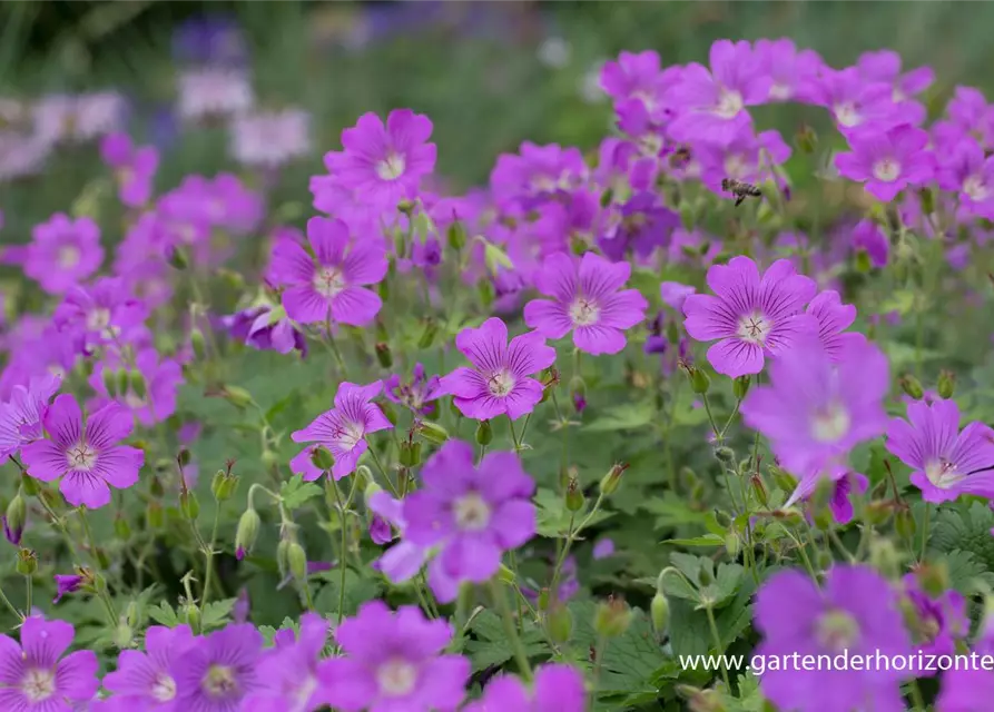 Geranium gracile 'Sirak'