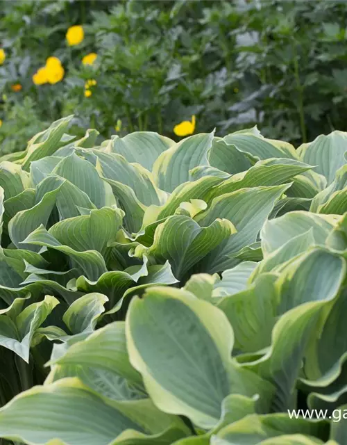 Hosta x cult.'Regal Splendor'