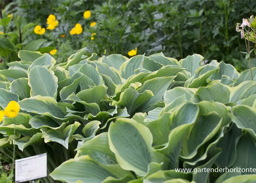 Hosta x cult.'Regal Splendor'