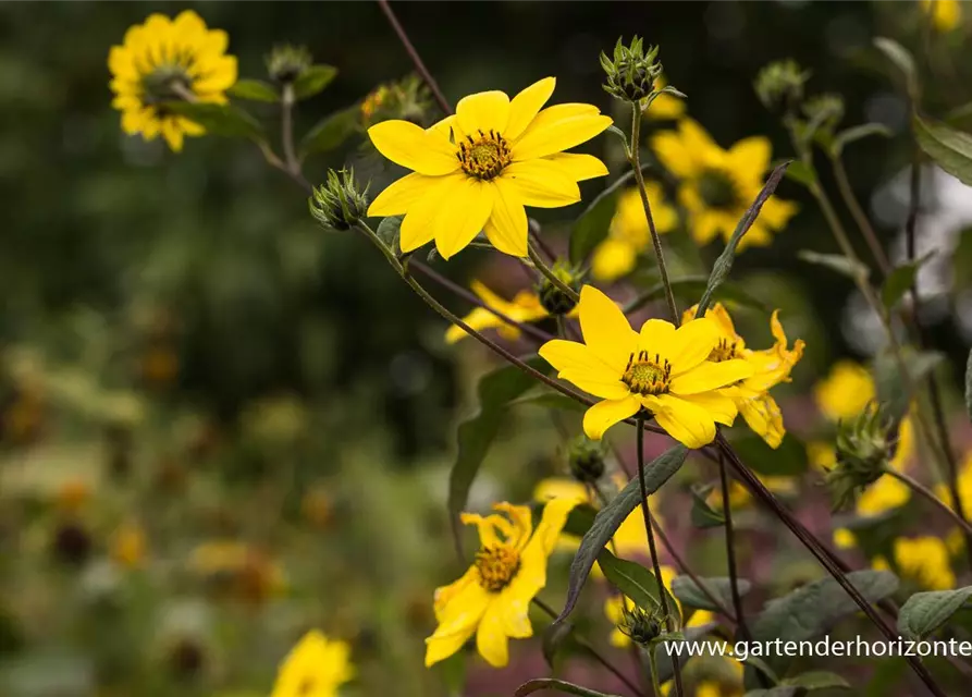 Kleinblumige Stauden-Sonnenblume