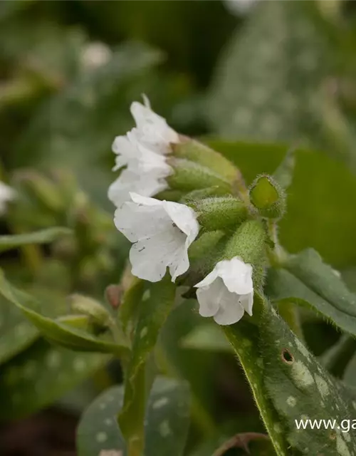 Kleingeflecktes Garten-Lungenkraut 'Sissinghurst White'