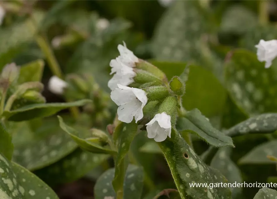 Kleingeflecktes Garten-Lungenkraut 'Sissinghurst White'