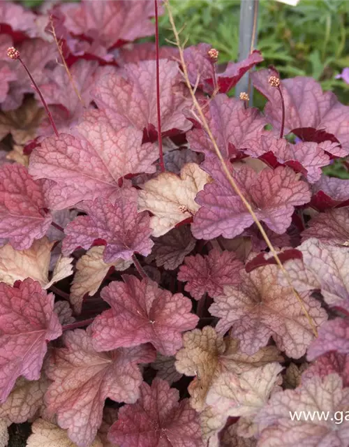 Heuchera villosa 'Berry Smoothie' -R-