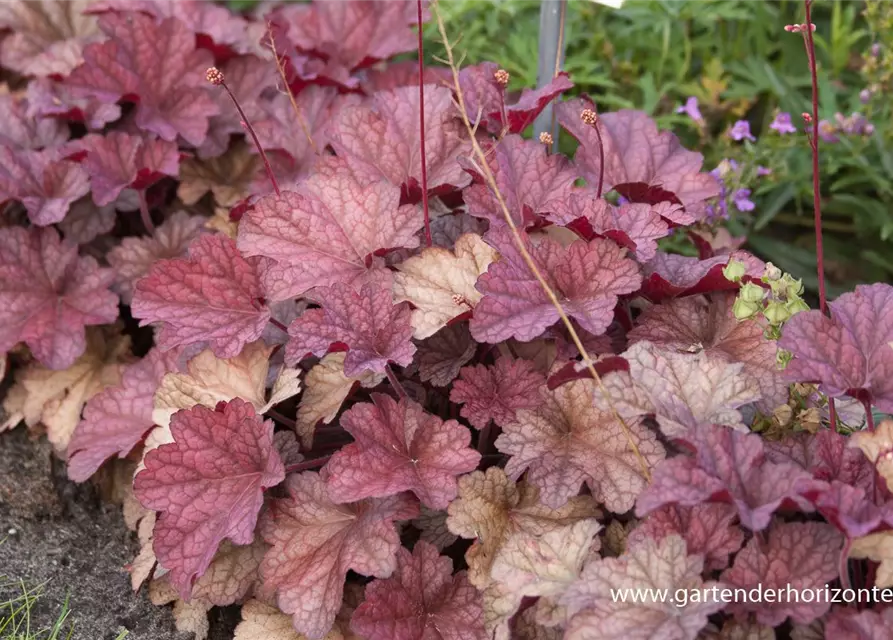 Heuchera villosa 'Berry Smoothie' -R-