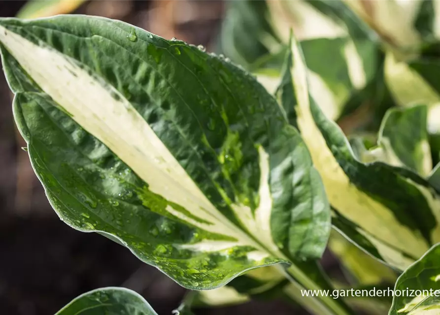 Hosta x fortunei 'Revolution' -R-