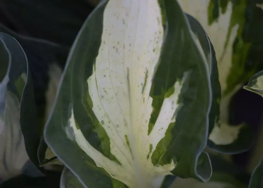 Hosta x fortunei 'Revolution' -R-