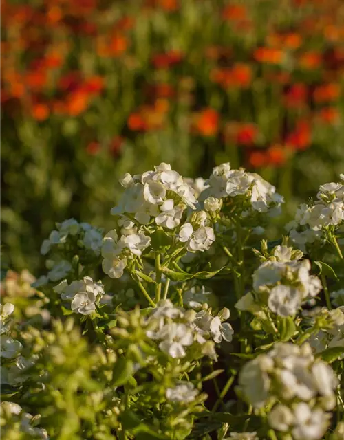 Hohe Flammenblume