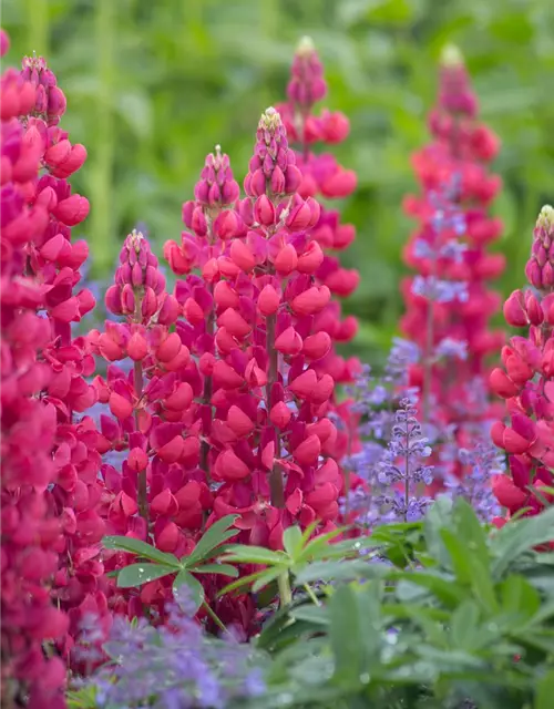 Garten-Lupine 'Red Rum'®