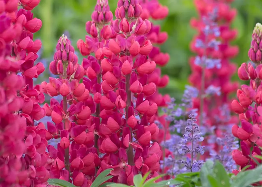 Garten-Lupine 'Red Rum'®