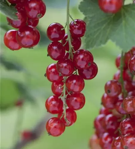 Ribes rubrum