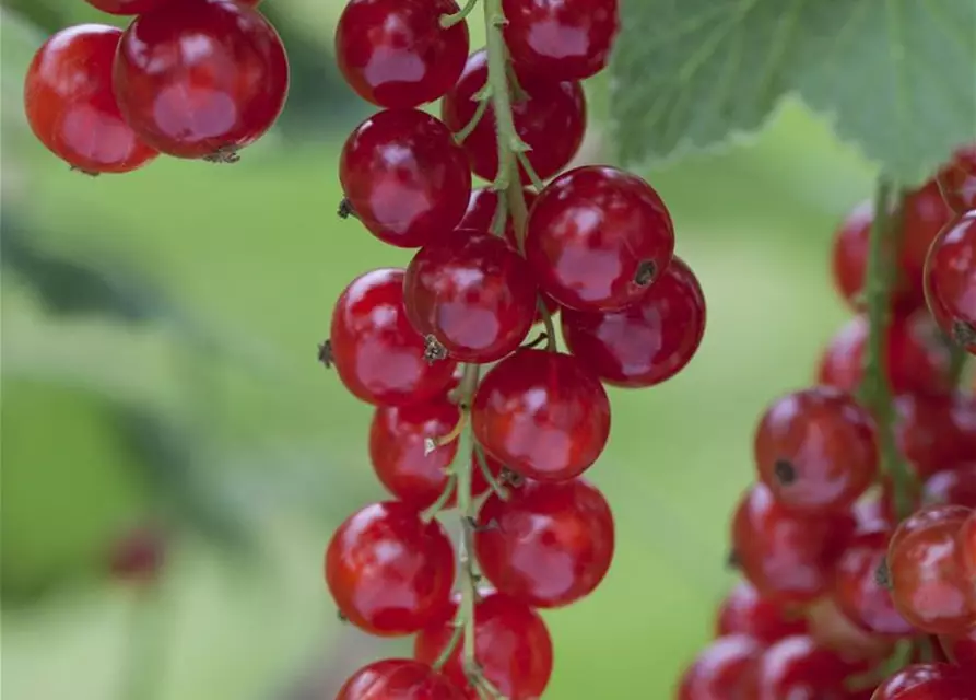 Ribes rubrum