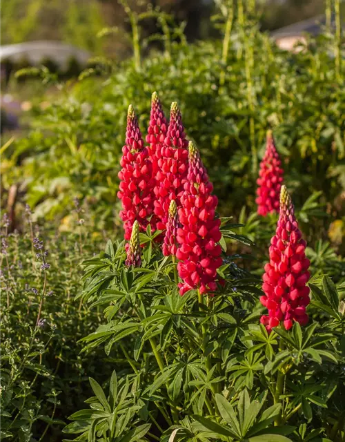 Garten-Lupine 'Red Rum'®