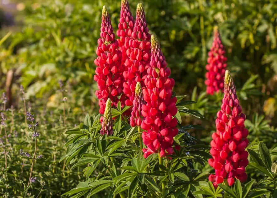 Garten-Lupine 'Red Rum'®